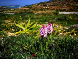 Lyg ir hiacintai. Malta
